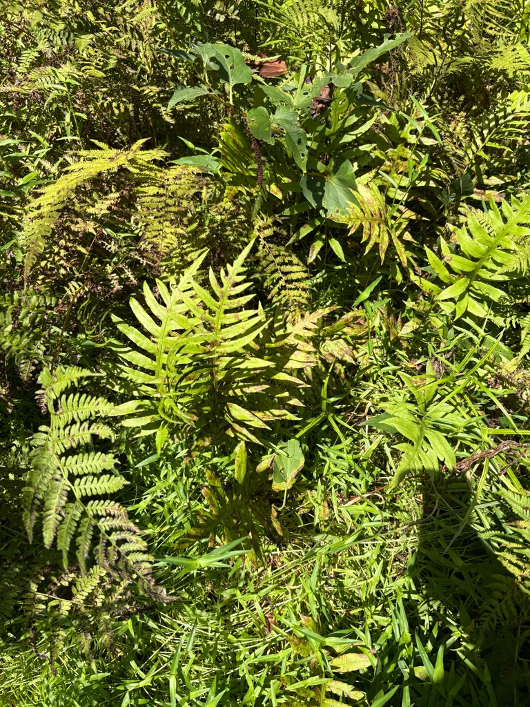 Woodwardia Areolata