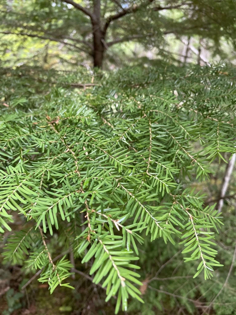 Tsuga Heterophylla