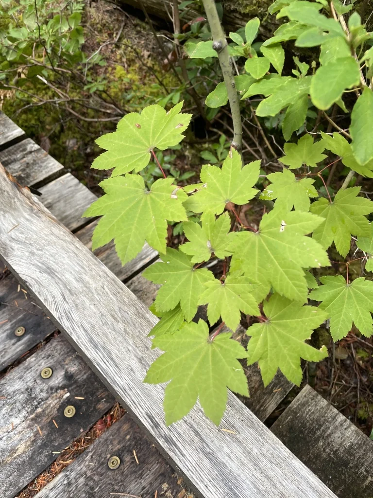 Acer Circinatum