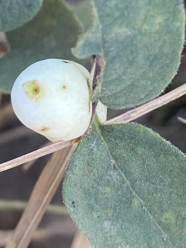 Symphoricarpos Mollis