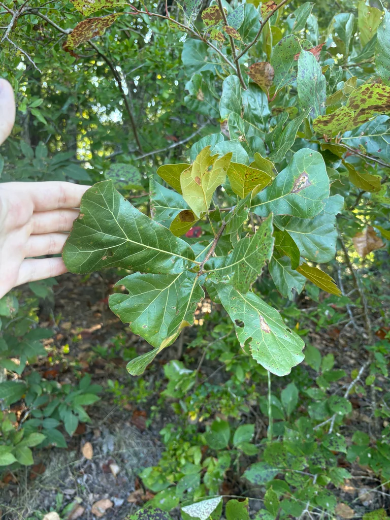 Quercus Marilandica