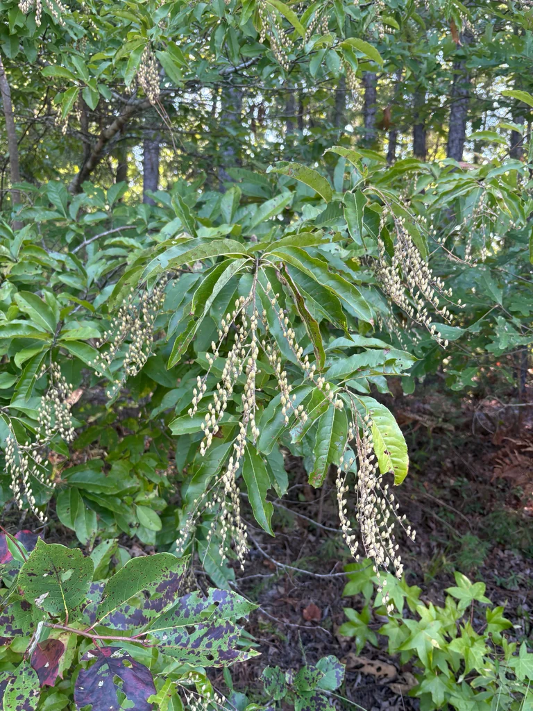 Oxydendrum Arboreum