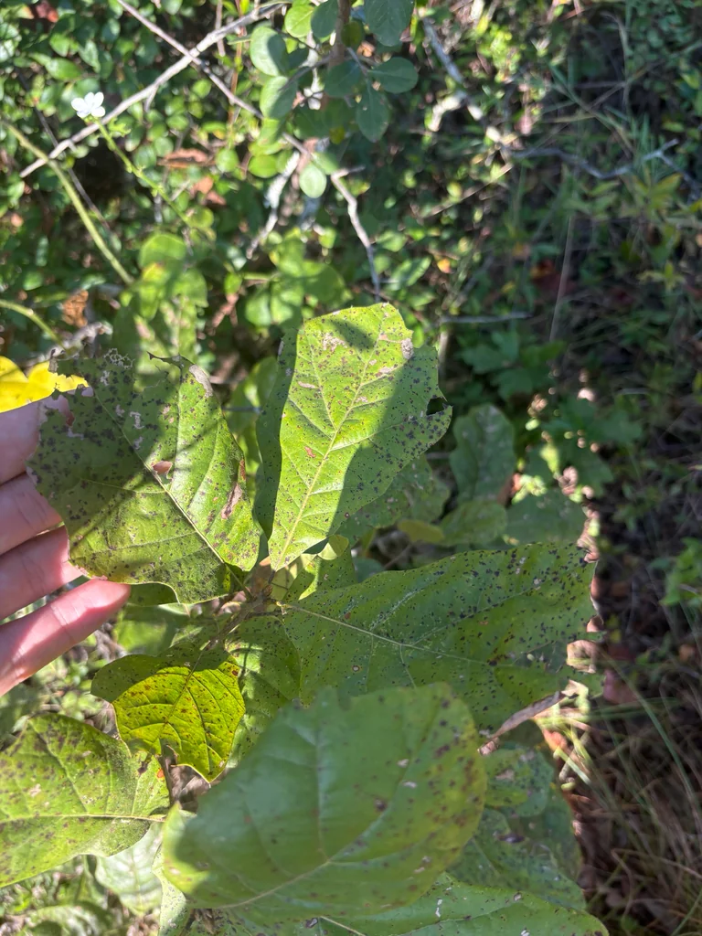 Quercus Marilandica