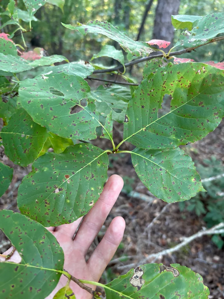 Nyssa Sylvatica