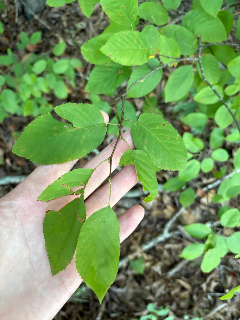 Amelanchier Arborea