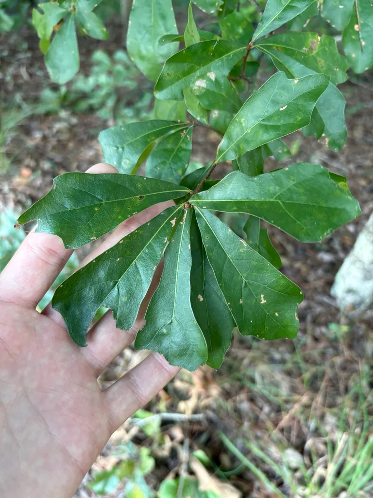 Quercus Phellos