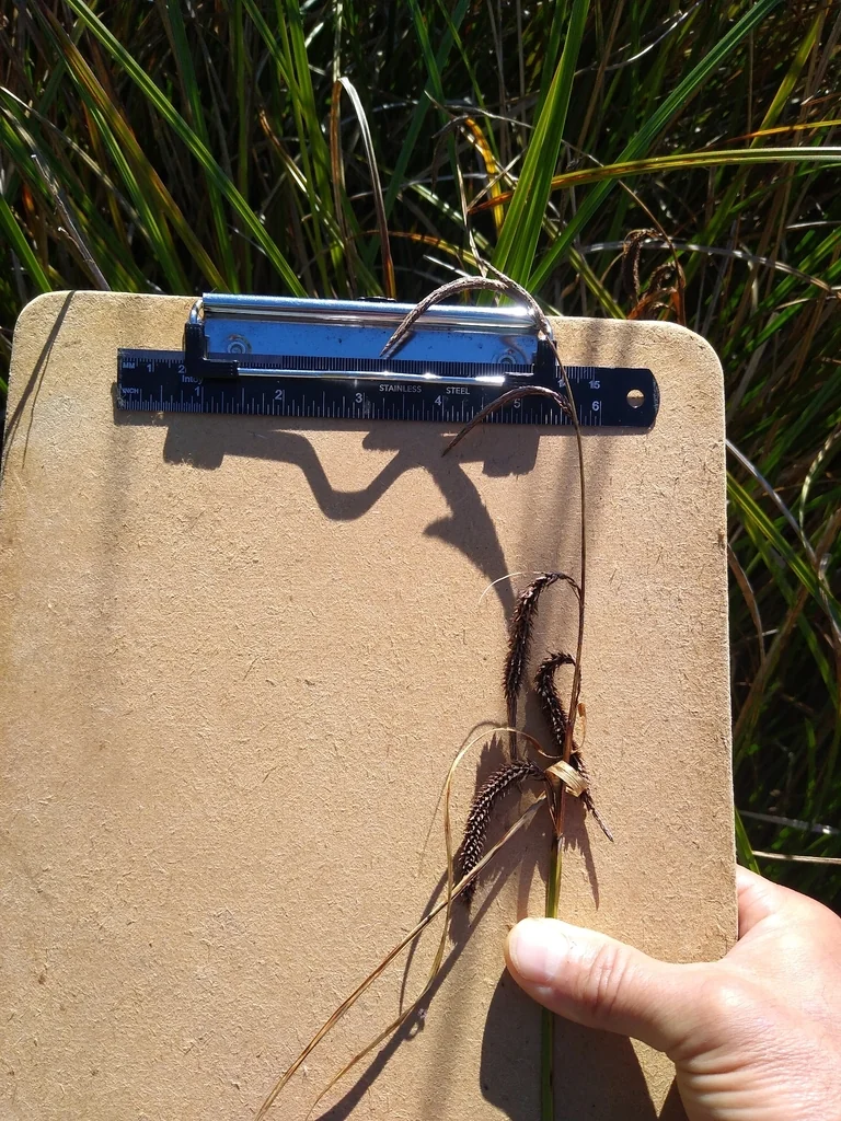 Carex Obnupta