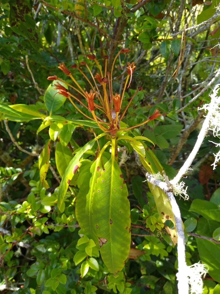 Rhododendron Macrophyllum