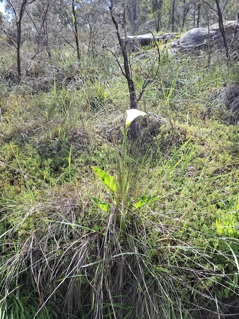 Zantedeschia Aethiopica