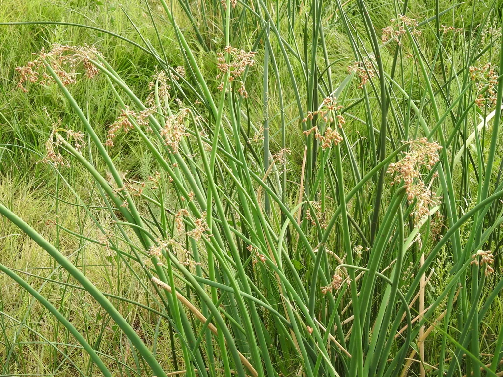 Scirpus Tabernaemontani
