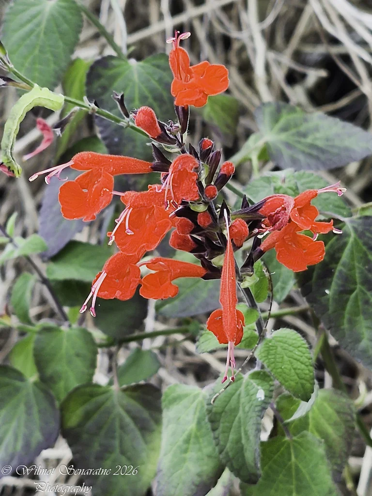 Salvia coccinea