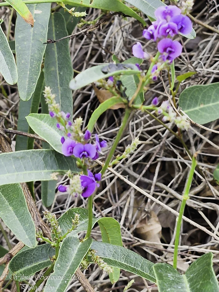 Hardenbergia Violacea