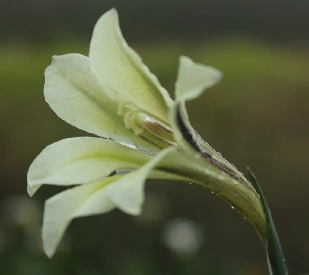 Gladiolus Tristis