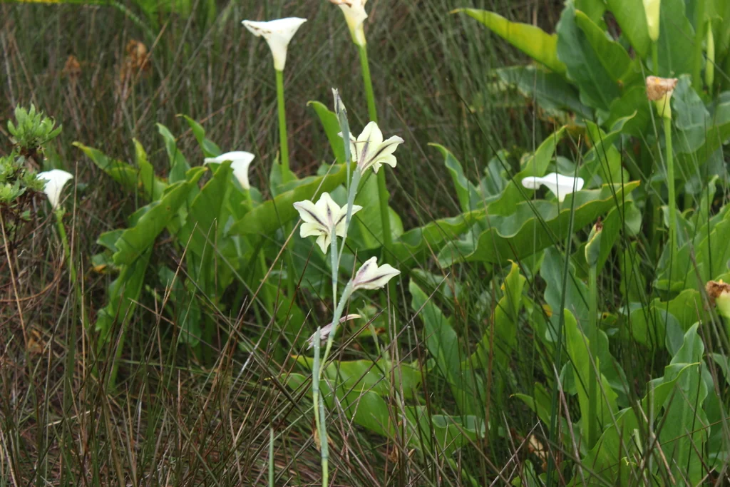 Gladiolus Tristis
