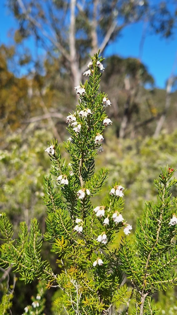 Erica Arborea
