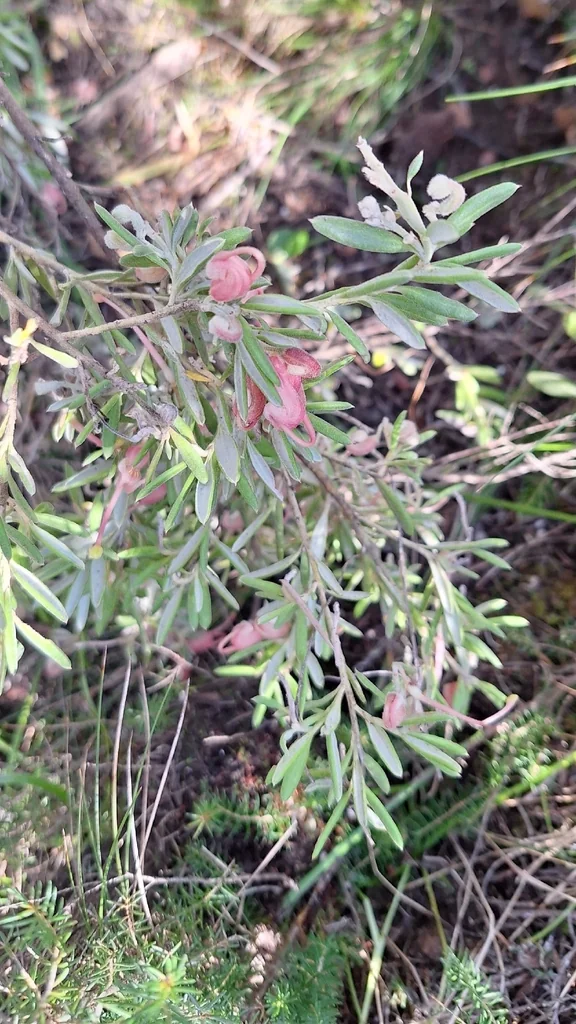 Grevillea Lavandulacea