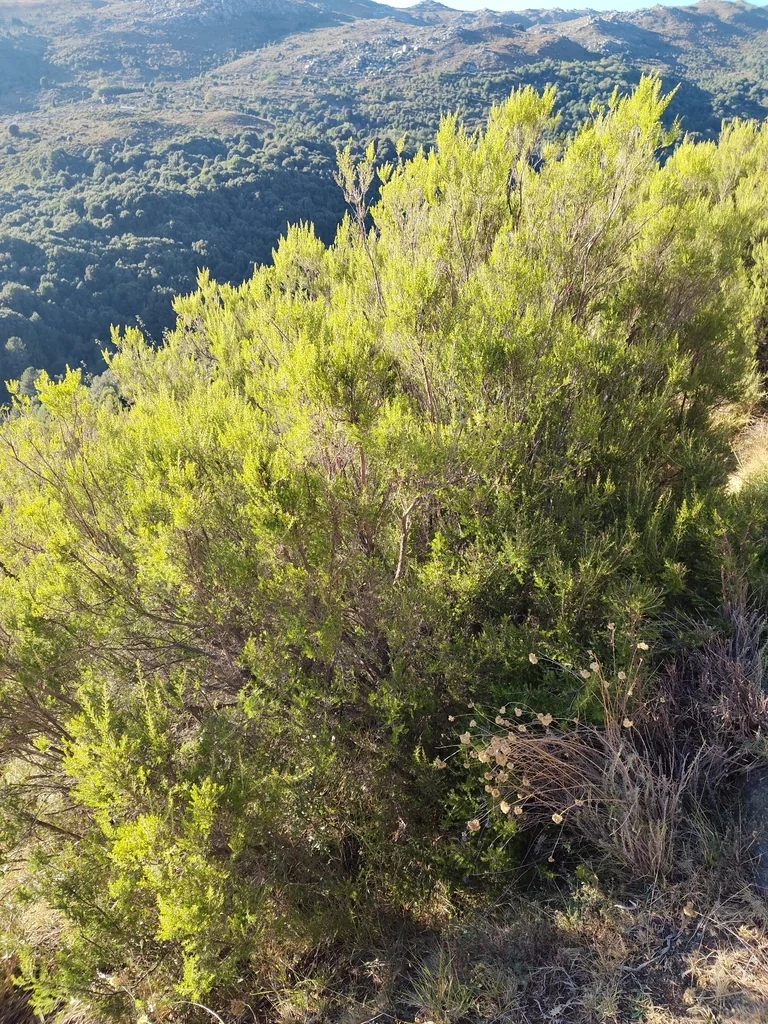 Erica Arborea