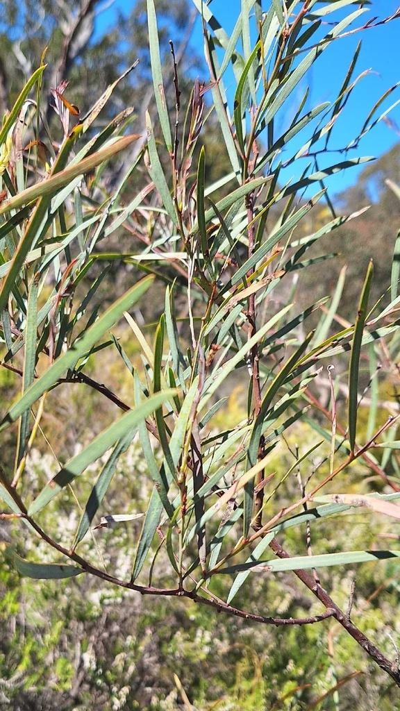 Acacia Iteaphylla