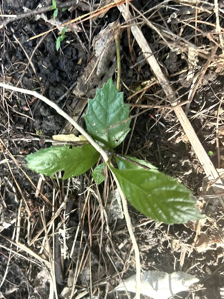 Eriobotrya Japonica
