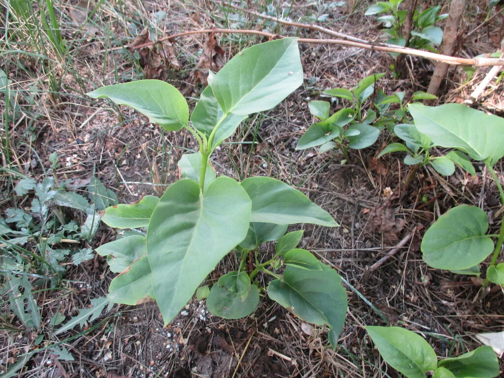 Syringa Vulgaris