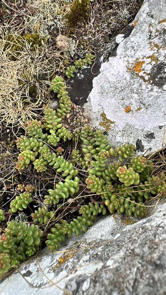 Sedum Album