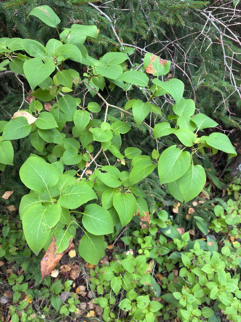 Syringa Vulgaris