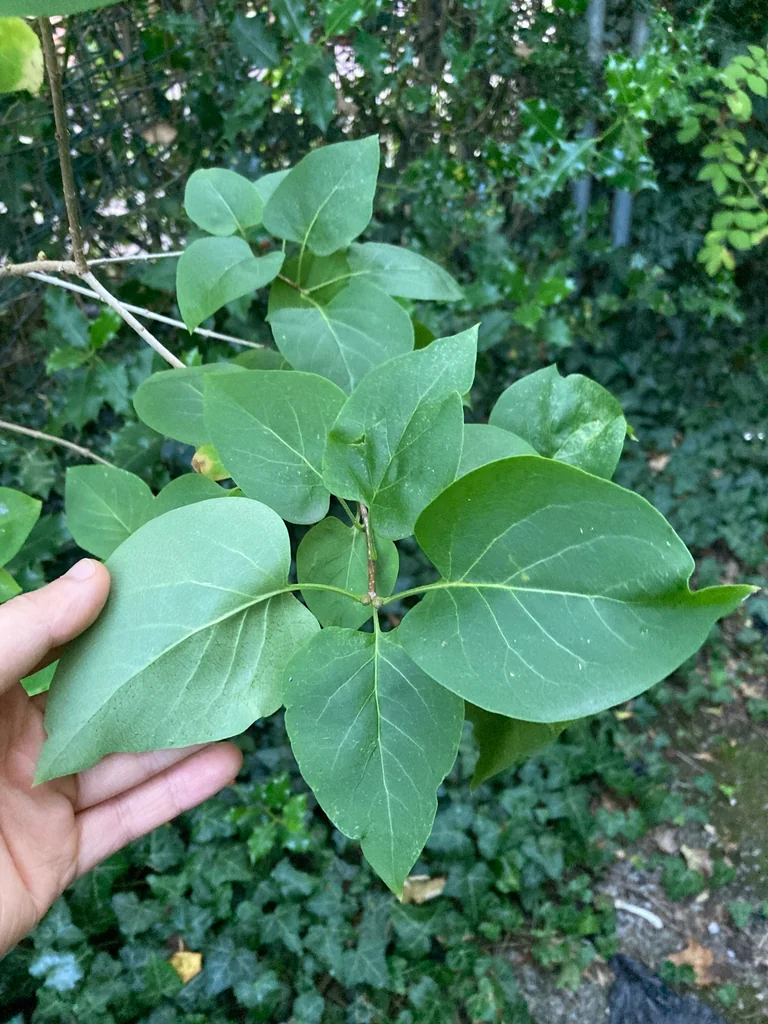 Syringa Vulgaris