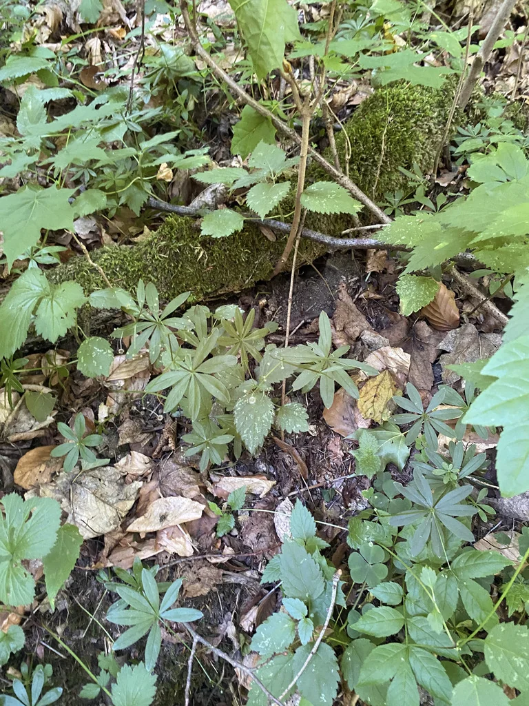 Galium Odoratum