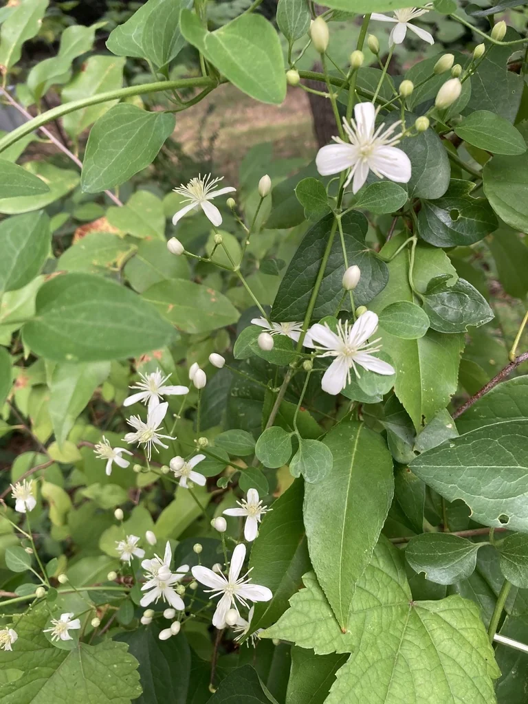 Clematis Ternifolia