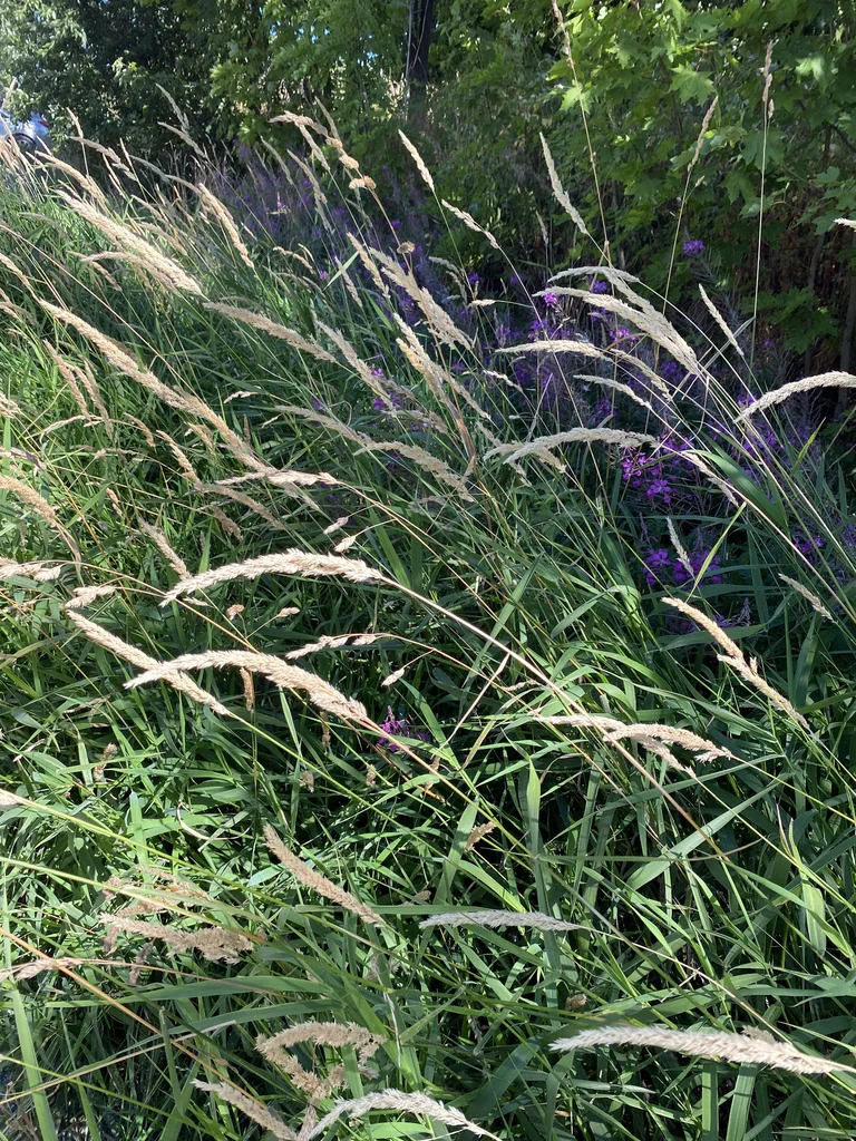 Phalaris Arundinacea Picta