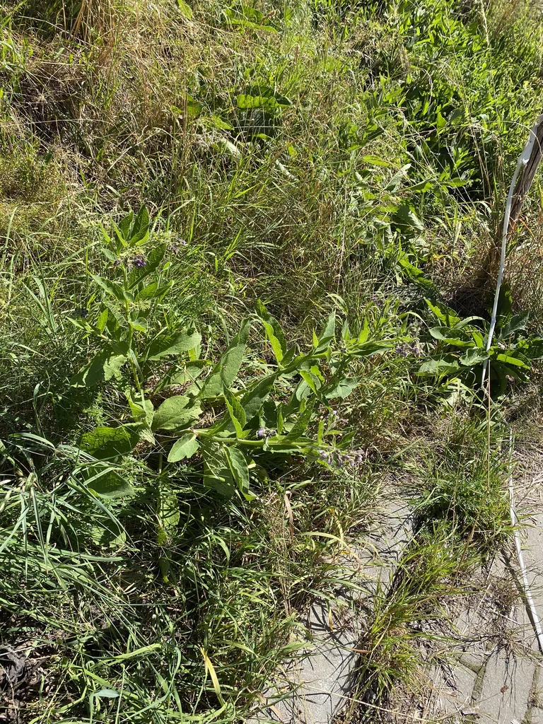 Symphytum Officinale