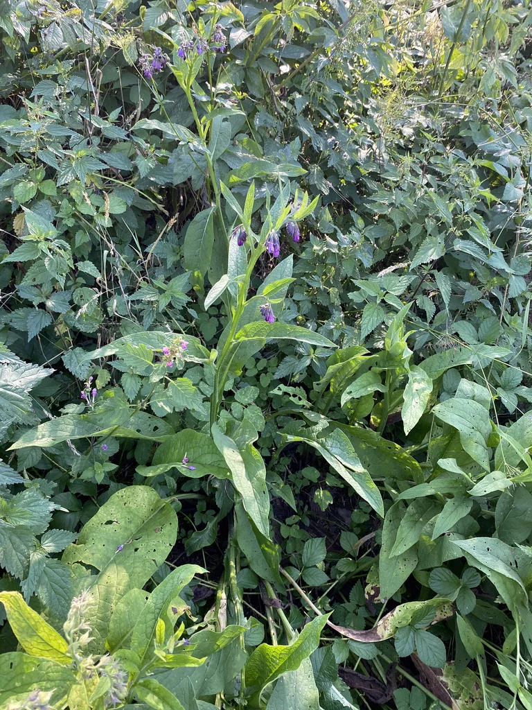 Symphytum Officinale