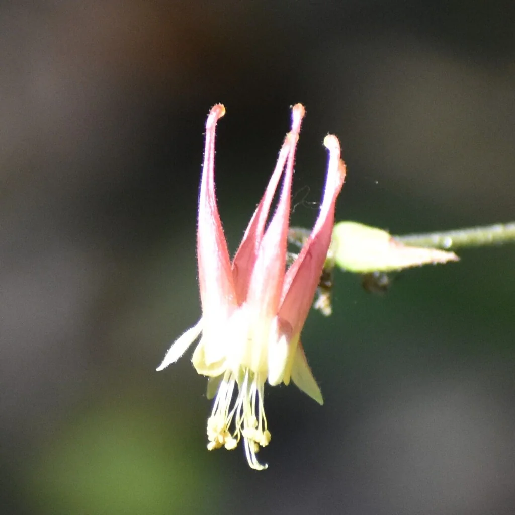 Aquilegia Canadensis