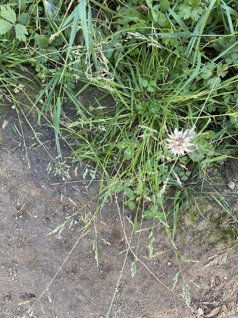 Poa Annua