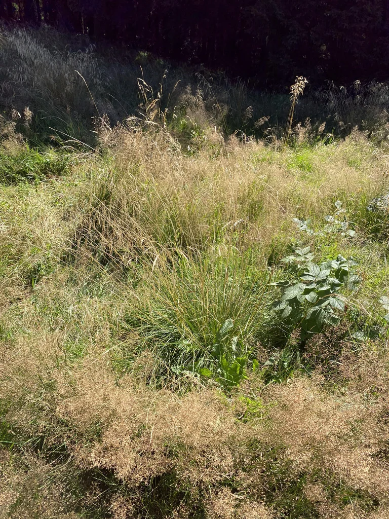 Deschampsia Cespitosa