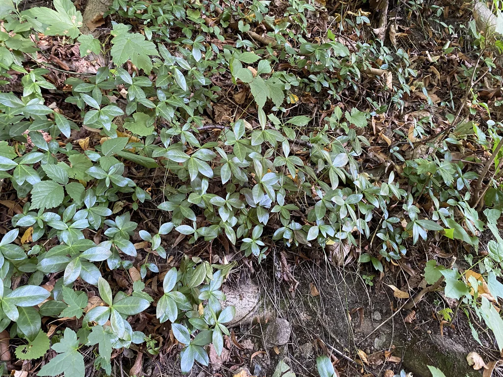 Vinca Minor