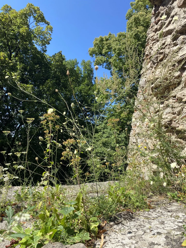 Scabiosa Ochroleuca