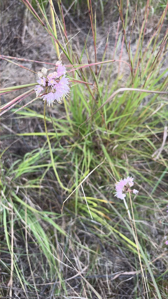 Allium Cernuum