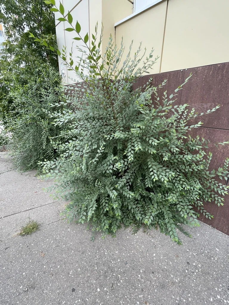 Ulmus Pumila