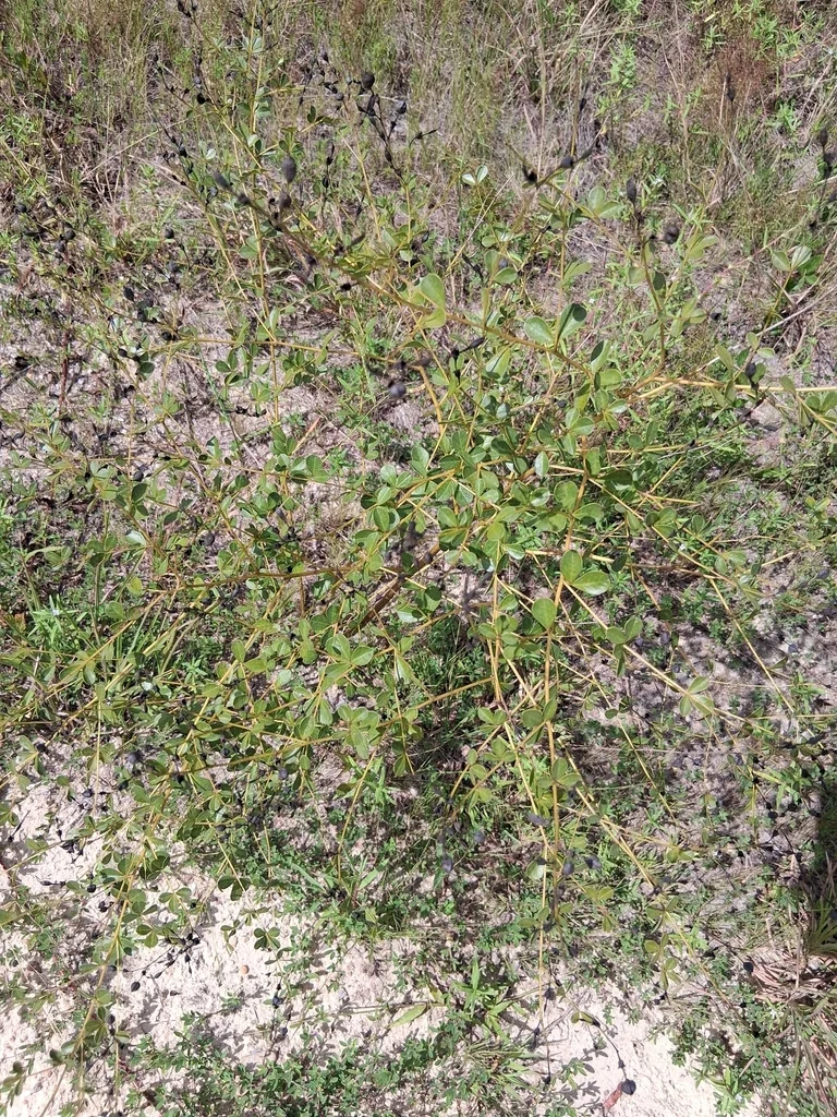 Baptisia Tinctoria