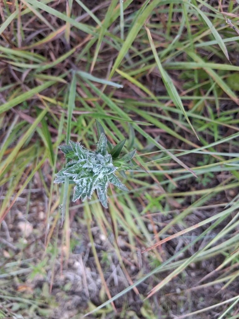 Chrysopsis Mariana
