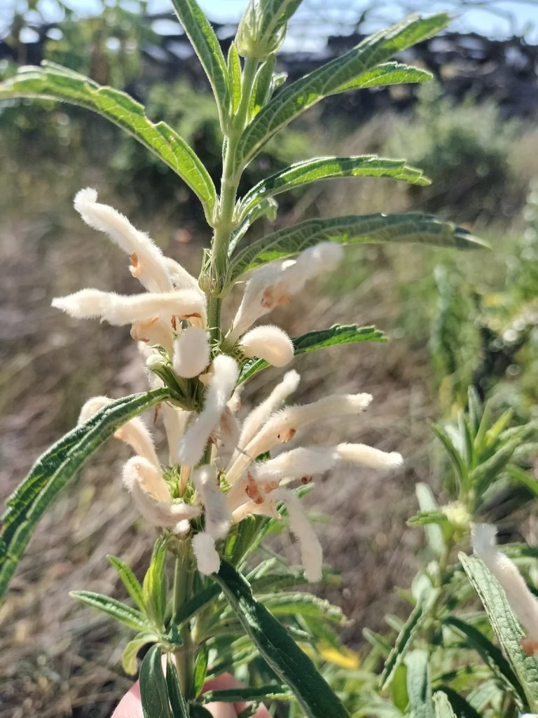 Leonotis Leonurus
