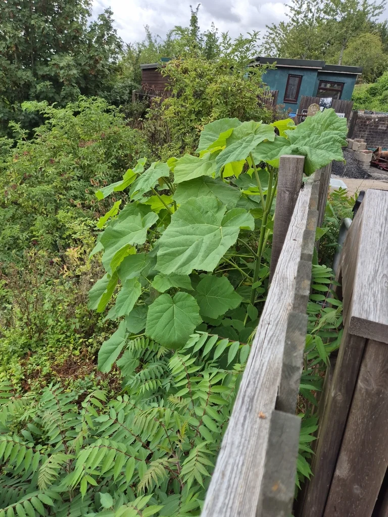 Paulownia Tomentosa