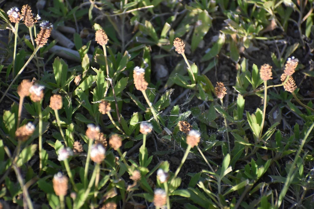 Lippia Nodiflora