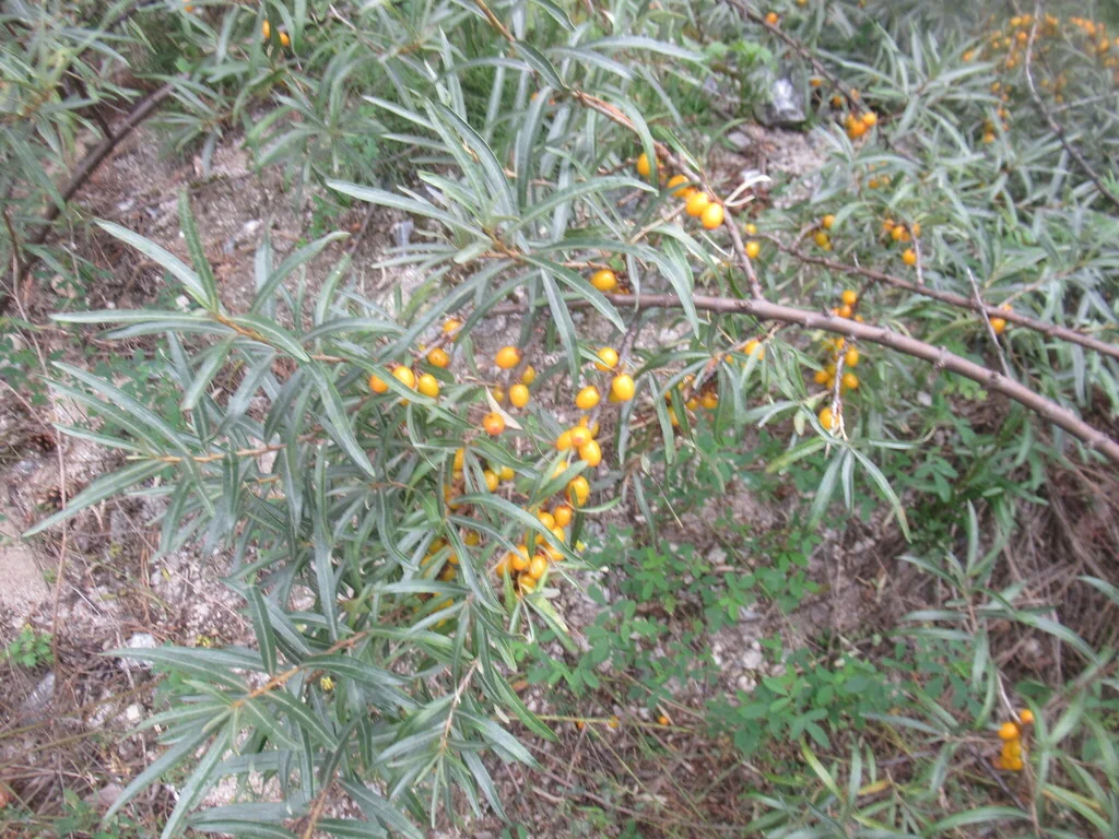 Hippophae Rhamnoides
