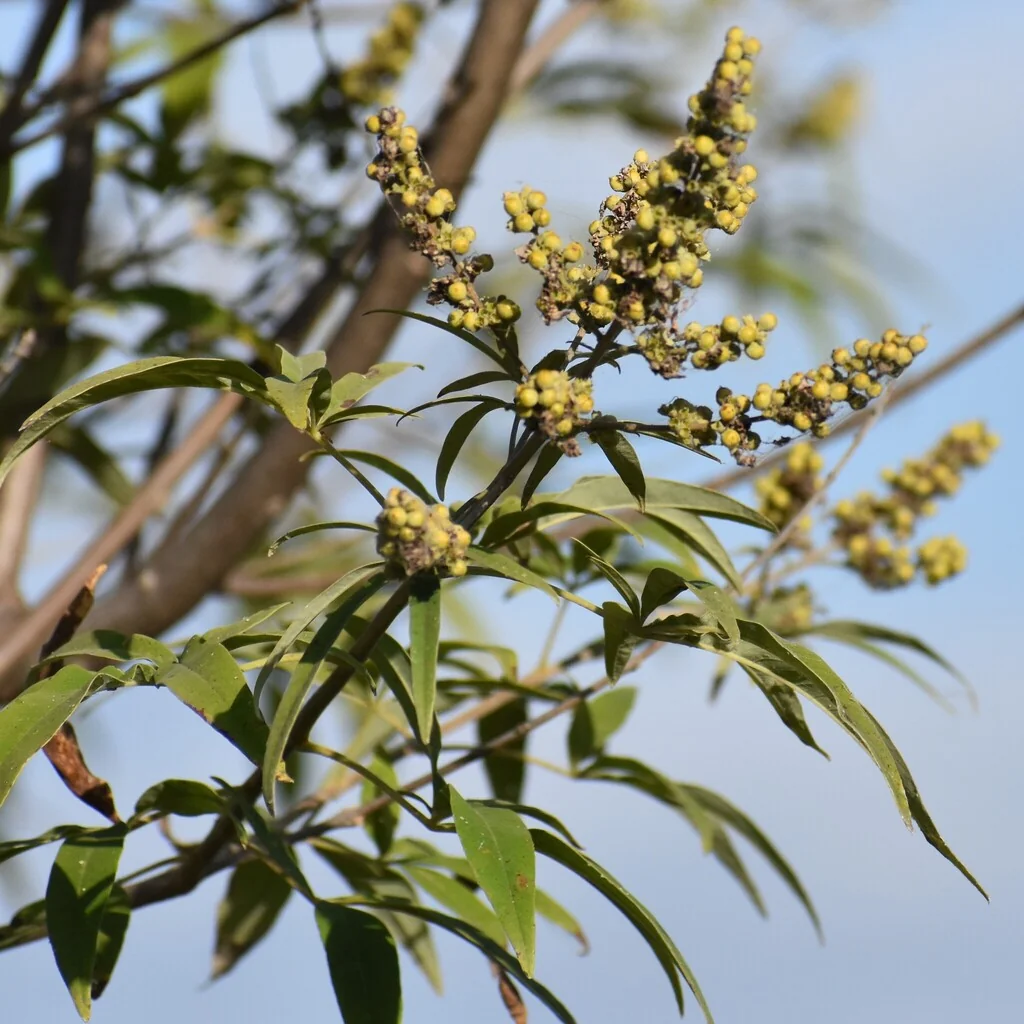 Vitex Agnus-Castus