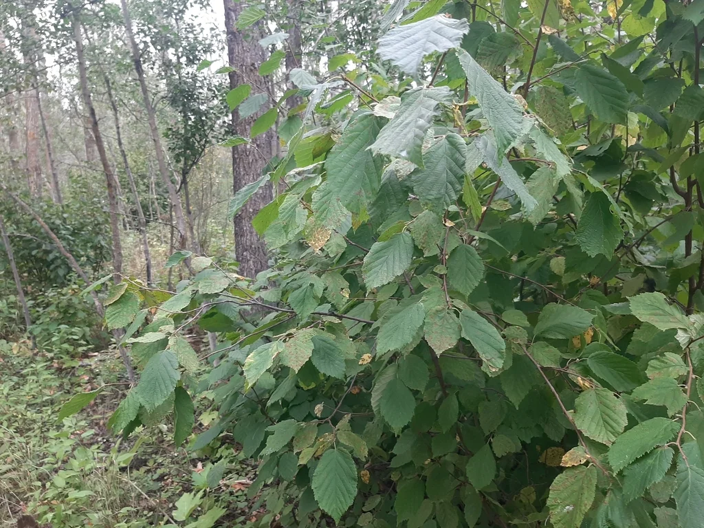 Corylus Cornuta