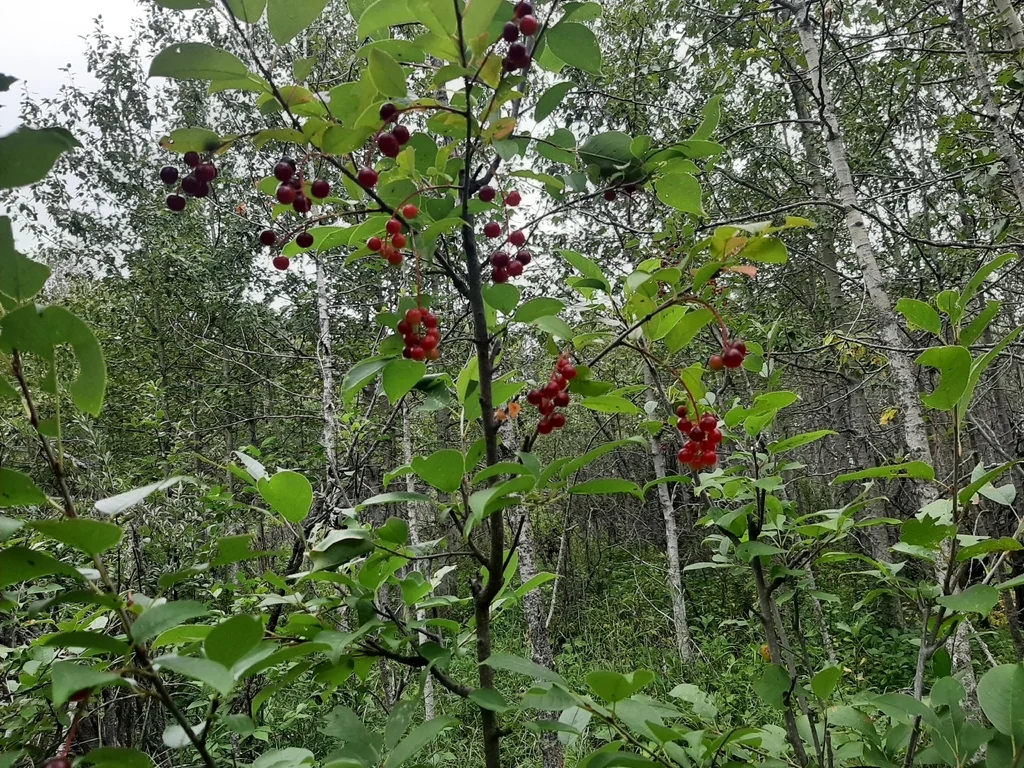 Prunus Virginiana