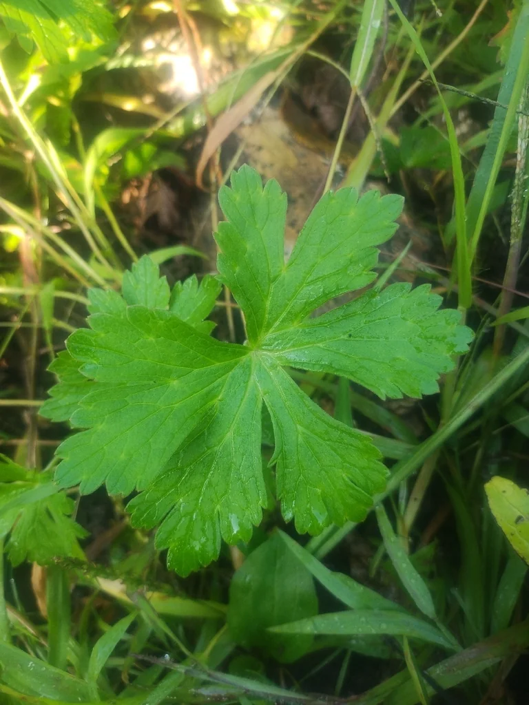 Geranium Maculatum