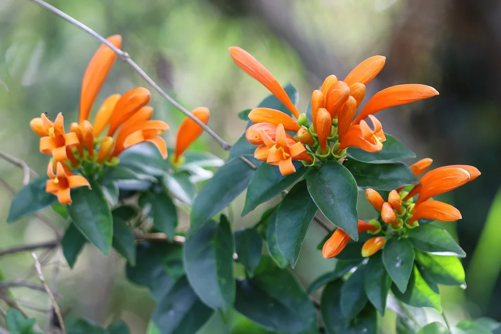 Pyrostegia Venusta